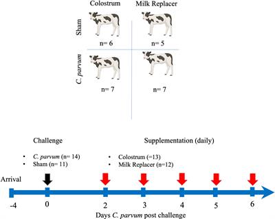 Host innate immune responses and microbiome profile of neonatal calves challenged with Cryptosporidium parvum and the effect of bovine colostrum supplementation
